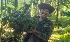 Nông dân thu gần tỷ đồng mỗi vụ cau